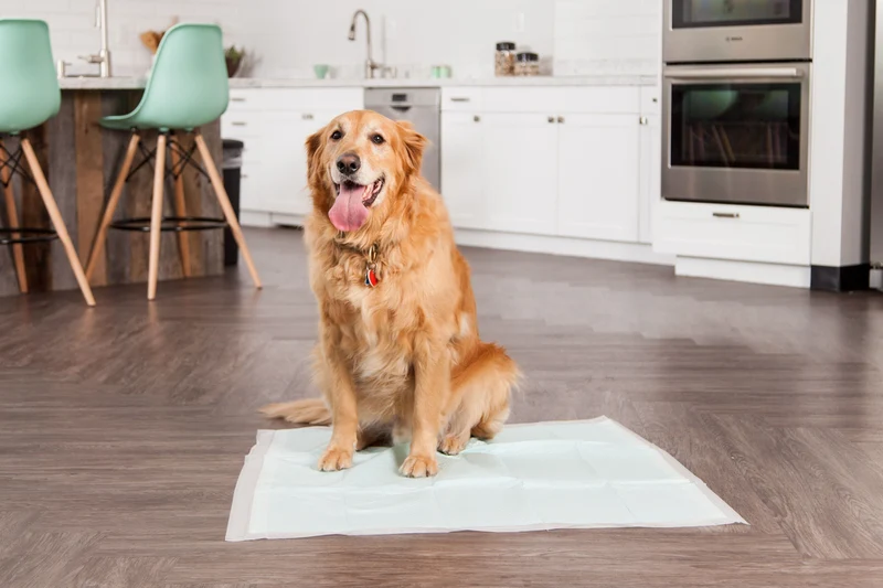 Pet Training Pad - 38-inch x 50-inch