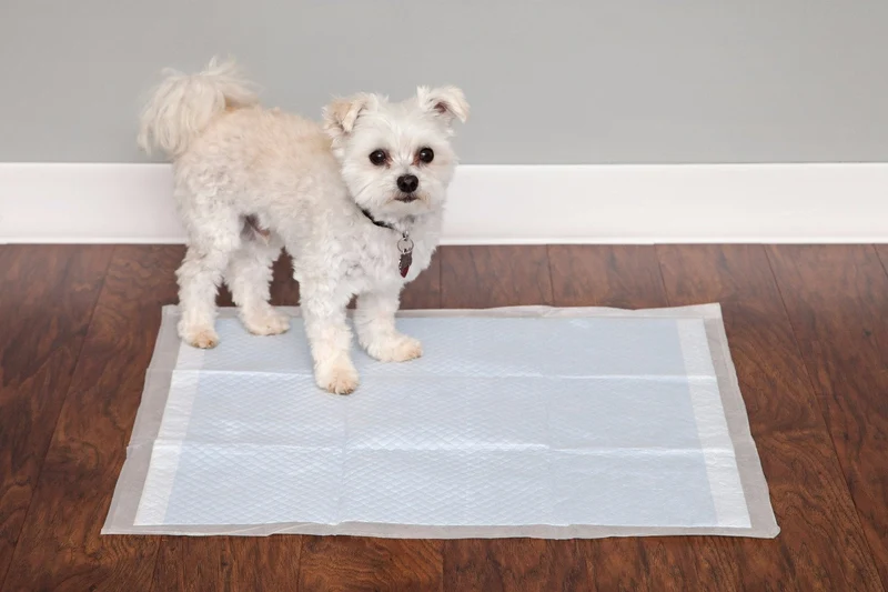 Pet Training Pad - 22-inch X 23-inch