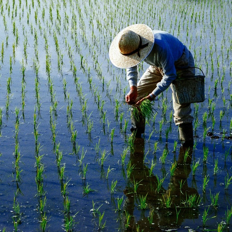 Japanese Premium Rice - Koshihikari Niigata