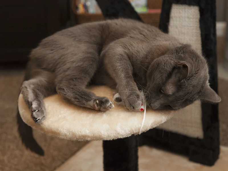 Cat Tree - 3 Tier
