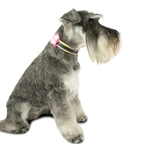 Jeu chien Lumineux à LED dans une enveloppe Silicone très agréable