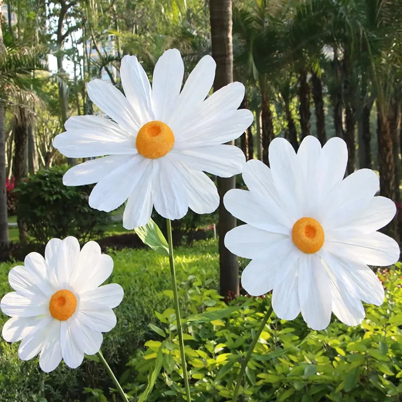 Grands fleurs de marguerite
