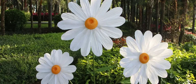 Grands fleurs de marguerite